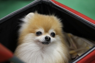 Illustration for article titled Cuteness Explosion: Welcome To The Asian International Dog Show